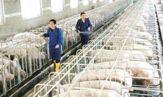 猪场如何抗亏求生，黎明前还有哪些策略可用？