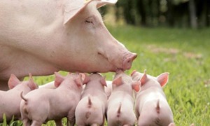 如何通过科学配方和饲养管理有效提高仔猪饲料的消化吸收率？