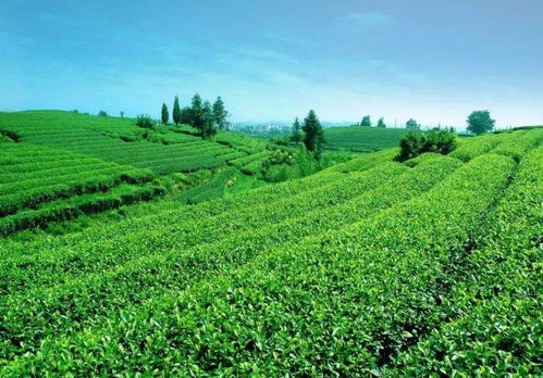美洲茶适宜生长在温暖湿润、土壤肥沃的亚热带地区