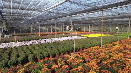 番禺区市桥镇的“广州市花卉世界”