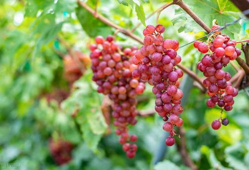 保护植物， 从提供Zn元素开始