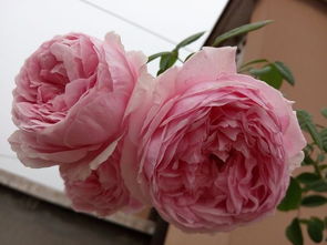 优点：阳光古董月季的闪耀之处