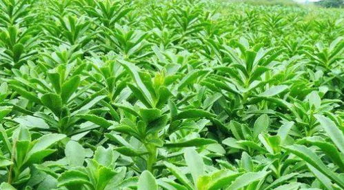 农村种植什么作物销路好，销售畅通的优质农作物有哪些推荐