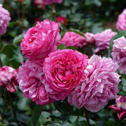 适合的气候和土壤