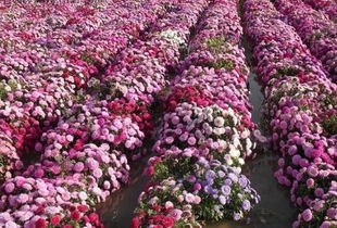 花种种植小知识