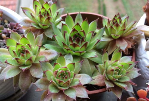 石莲花移盆， 注意事项大盘点