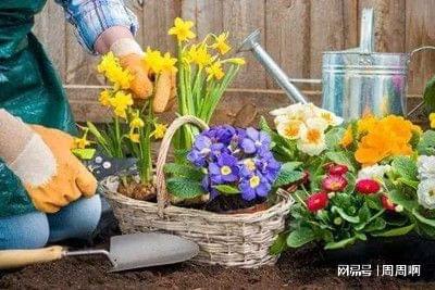 花卉养护新技巧：蜂蜜干粉的神奇功效！