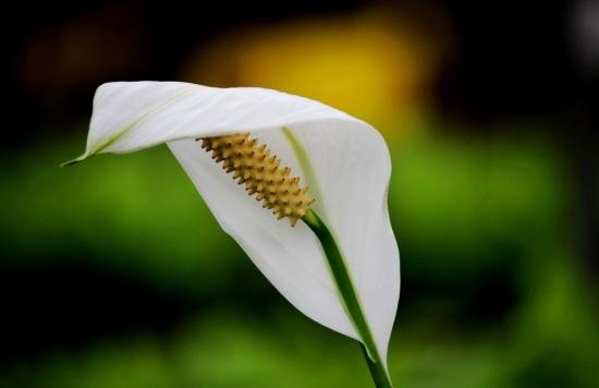 植物养护小贴士：哪些植物适合用淘米水浇灌？