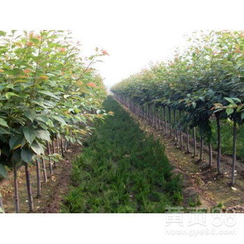 辣椒苗仅剩杆，能否成树？揭秘种植奇迹！