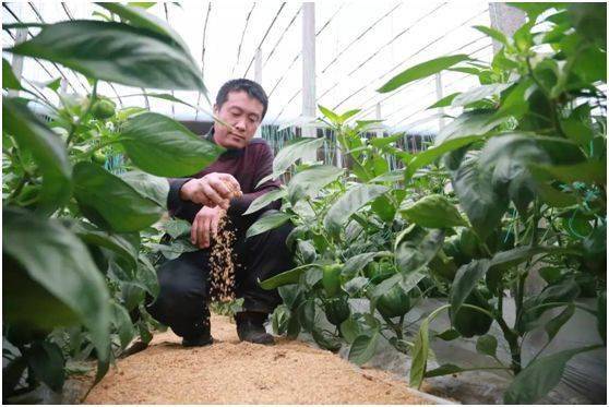 丙环唑的使用方法：简单、 方便