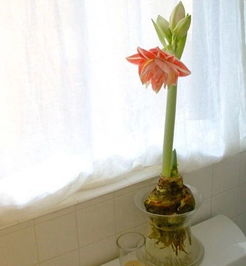 养花技巧，避免花卉枯萎