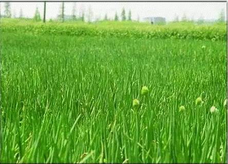 2. 中苜一号紫花苜蓿：七年不换茬的摇钱树