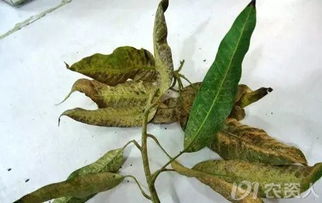 枣树介壳虫如何彻底根除？
