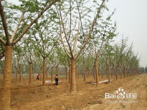 银杏树嫁接和实生树的价格大比拼