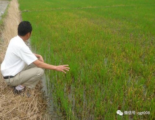 稻谷成长的小秘密：农药和化肥的故事