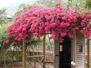 三角梅：生命力顽强， 生长旺盛