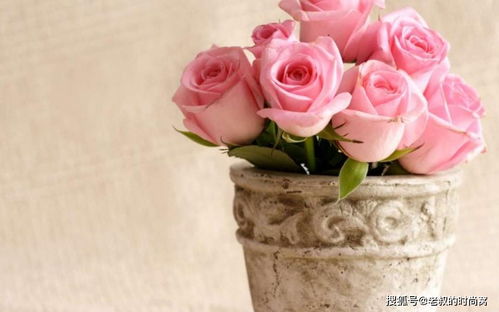 玫瑰花盆栽一年开几次花？养护秘诀大公开