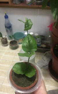 广州茉莉花， 专业产品设计