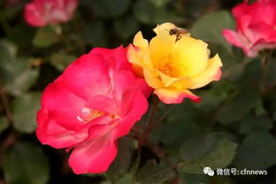 气候，月季的摇篮