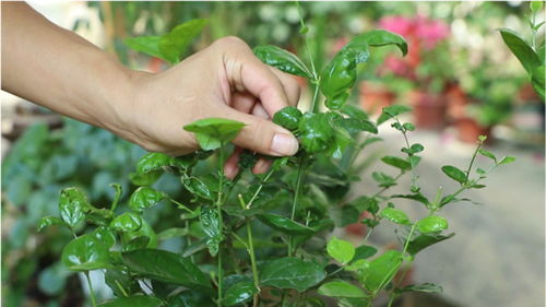 换盆后满天星叶片干卷怎么办？有哪些有效的养护技巧可以恢复