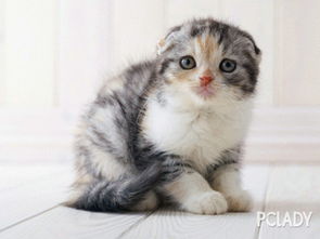 有机磷农药中毒：猫咪的痛苦之旅
