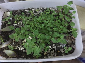 薄荷种子的种植小记