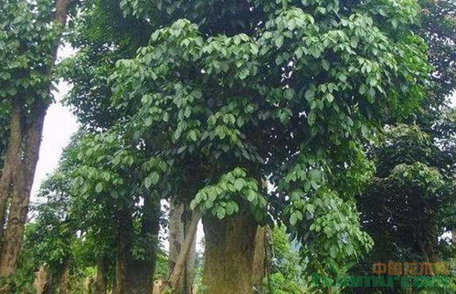 湖南地区适合种植重阳木吗？