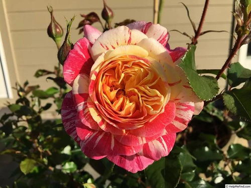 梗多条纹月季品种分享