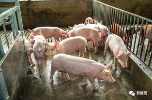 如何通过淘汰策略提升公猪决定猪场繁殖效率？