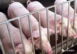 生猪免疫注射，注意禁忌