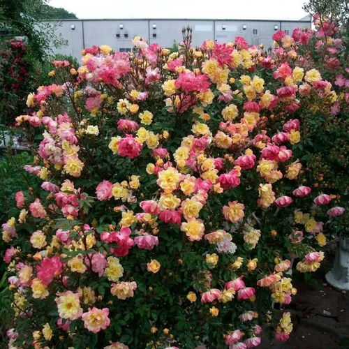 藤本月季牵引，春天花量减半之谜？