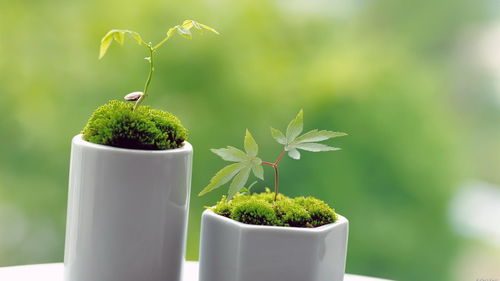 梅花养护心得分享：如何让绿梅茁壮成长， 花朵盛放