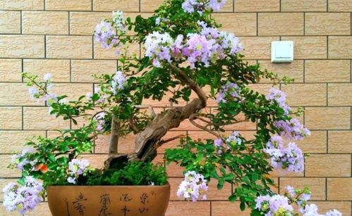 蕞晚在几月份发芽呢？