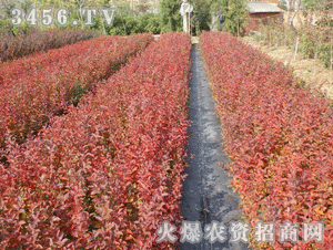 红叶复花矮紫薇：那些我见过的美丽瞬间