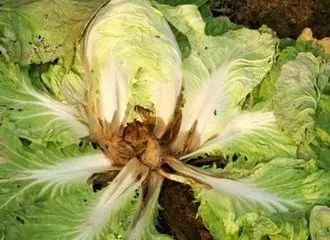 生菜茎腐病与白菜软腐病发病原因有何异同？防治措施能相互借鉴吗？