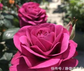 主根断了月季还嫩活吗？