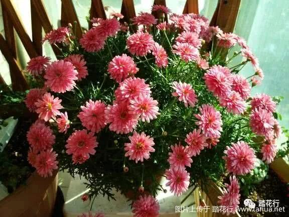 露天耐造花， 风雨中的美丽守护者