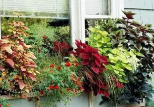 德国人窗台上的花草