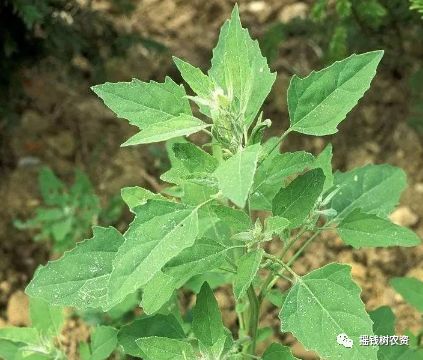 草甘膦的误用和补救