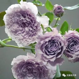 月季花开南阳， 培育技术geng上一层楼