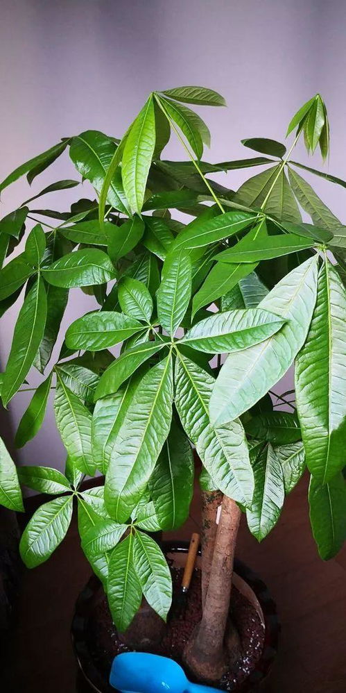 浇水兑点它，花越长越有劲，比淘米水还好使！