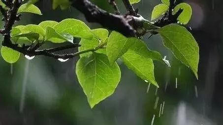 雨季特护：细菌无处不在消毒要防大于治