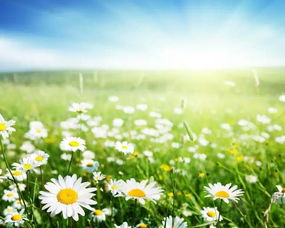 雏菊的装饰艺术：如何布置阳台盆栽？