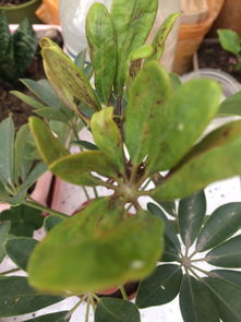 花草叶子卷曲病的原因揭秘