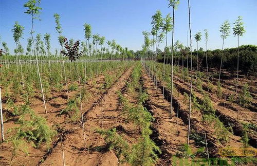 非法项目，一概禁止！