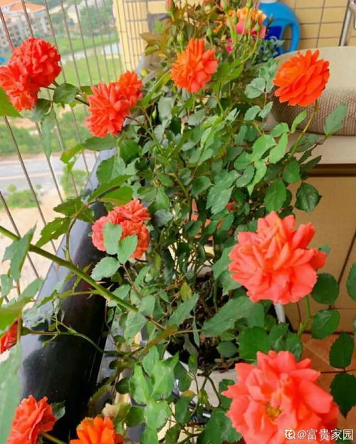 冬肥埋得巧， 开花才热闹