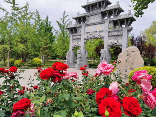 北京园博园：月季五彩缤纷， 生活如诗如画