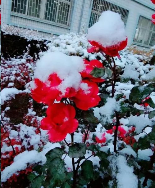 东北严寒：月季花的挑战