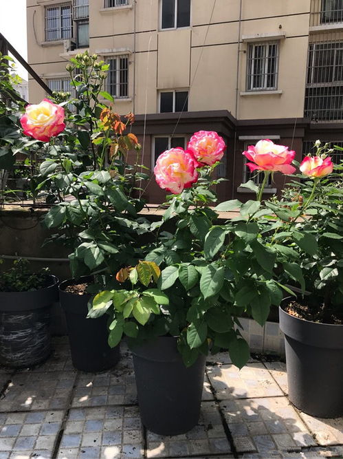 红双喜月季的花色真好看啊, 跟彩虹似的