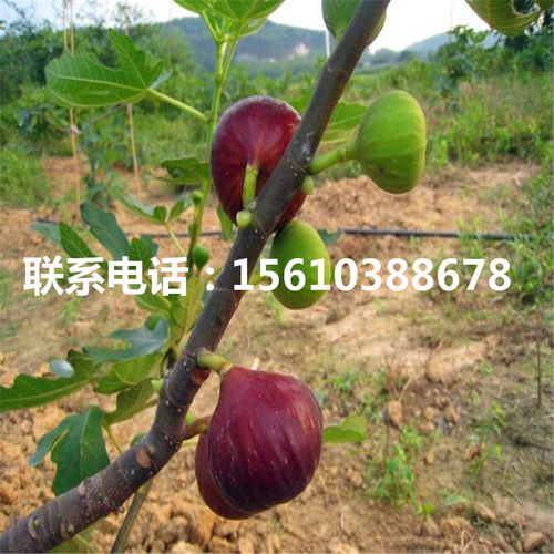 无花果剪枝时间及技巧，助力丰收